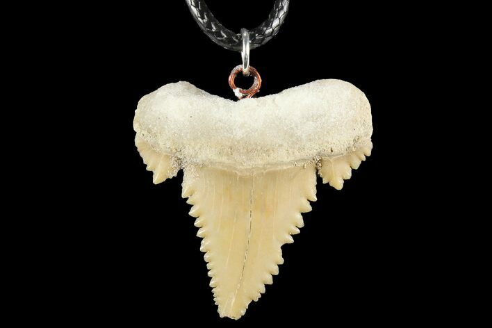 Fossil Shark (Palaeocarcharodon) Tooth Necklace -Morocco #110235